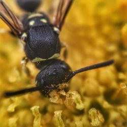 Macro shot of weevil wasp pollinating on flower