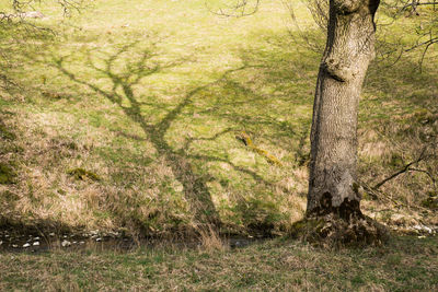 Bird on tree in forest