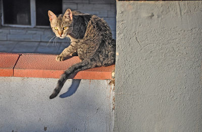 A cat standing on a wall with a threatening face