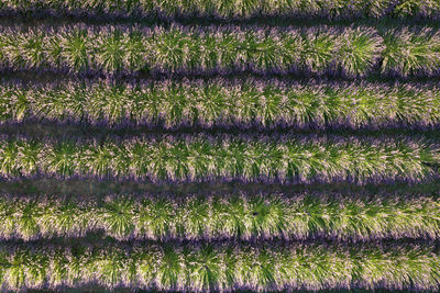 Aerial photographic documentation of the cultivation of lavender in rows