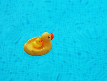 Two swimming rubber ducks