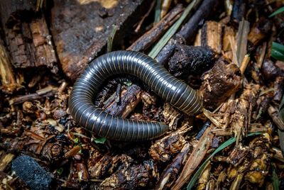 High angle view of insect on ground