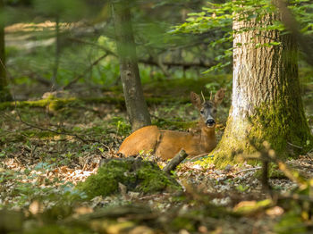 Portrait of squirrel on tree trunk in forest