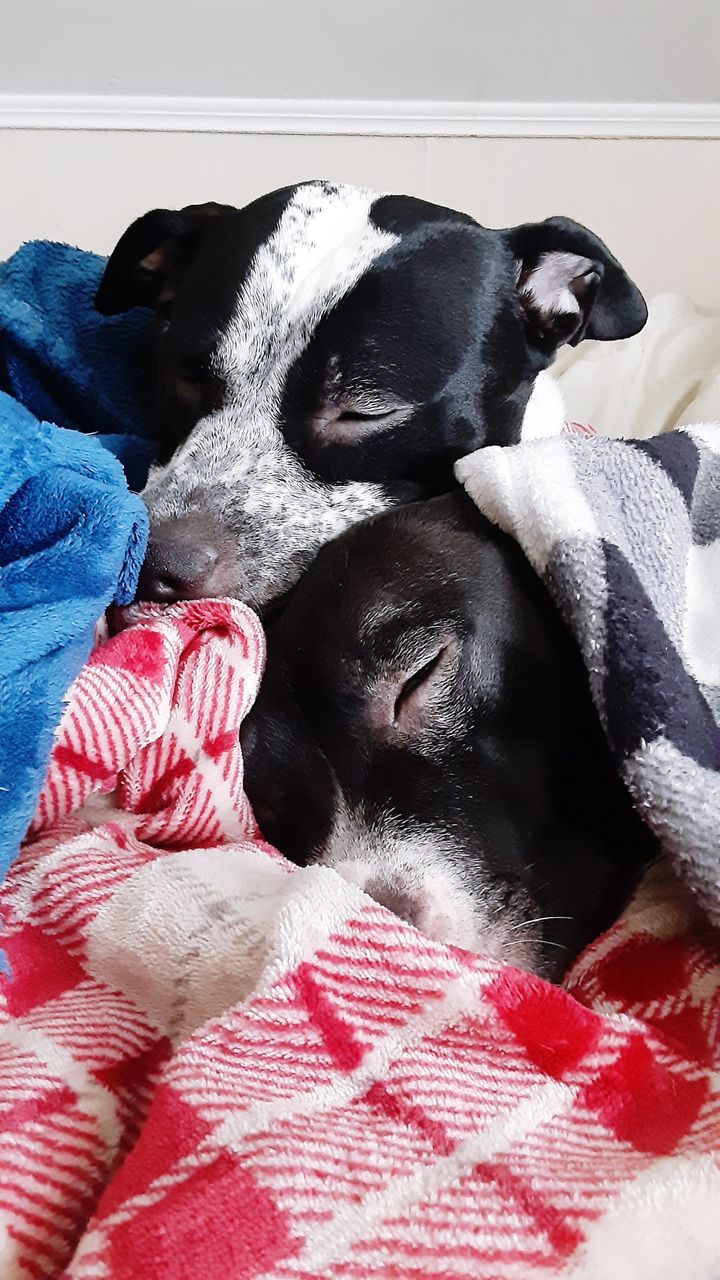 VIEW OF DOG RESTING ON BED