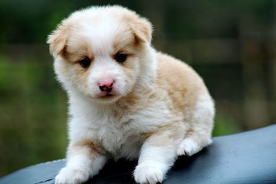 Portrait of cute puppy sitting outdoors
