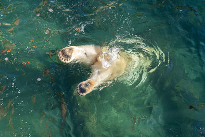 High angle view of turtle swimming in sea