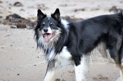 Portrait of dog on beach
