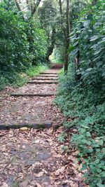 Walkway amidst trees in forest