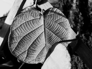 Close-up of leaf