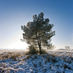 Trees on snow covered field against clear sky