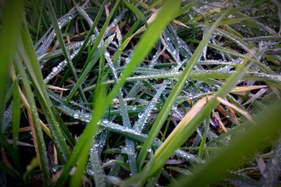 Plants growing on field