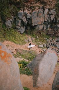 High angle view of rocks and plants on rock