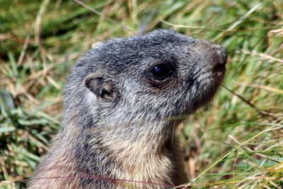 Close-up of rodent on field