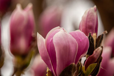 Close-up of pink flowering plant