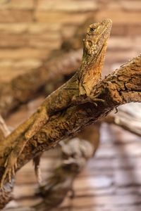 Close-up of a lizard on tree