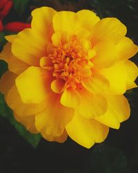 Close-up of yellow marigold blooming outdoors