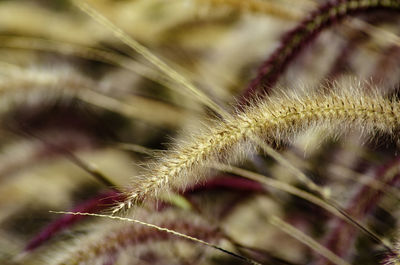 Detail shot of plant