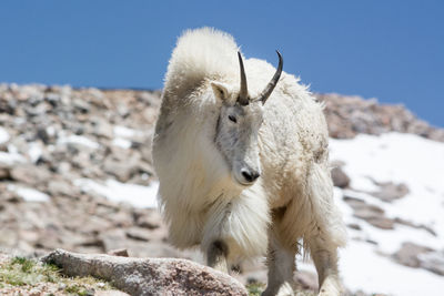 Close-up of sheep