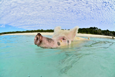 Pig swimming in the bahamas 