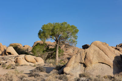 Lone tree in alabama hills surrounded by distinct rock formations