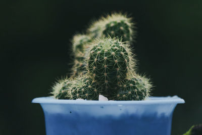 succulent plant