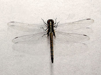Close-up of insect