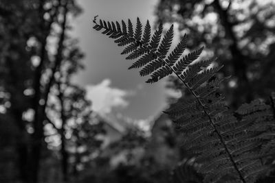 Low angle view of fern leaves on tree