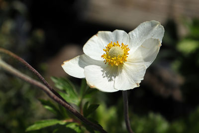 A white snowdrop anemone in bloom during summer.