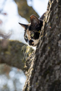 Close-up of a cat