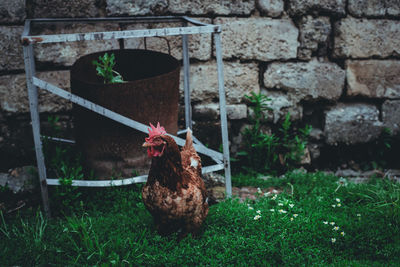 chicken