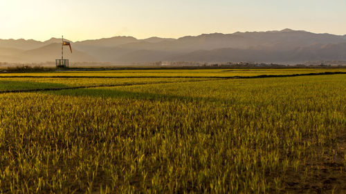 Looking out from the airport over the rice fields of dien bien phu