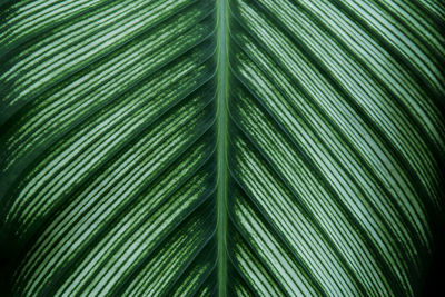 Ornamental foliage leaf of tropical pin-stripe calathea plant as natural texture background