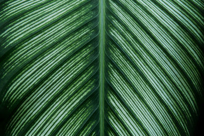 Full frame shot of palm leaves