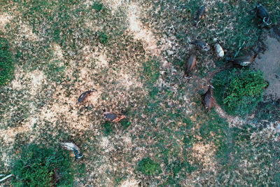 High angle view of jellyfish on field