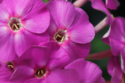 Close-up of pink flowering plant