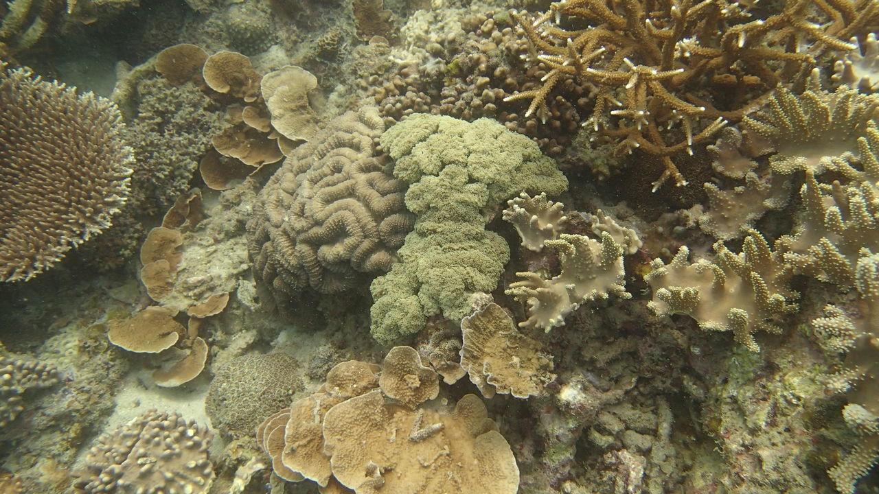 HIGH ANGLE VIEW OF CORAL UNDERWATER