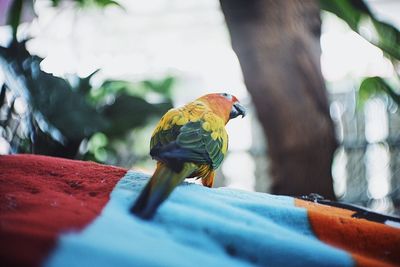 Close-up of parrot perching on branch