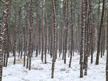 Close-up of trees in forest