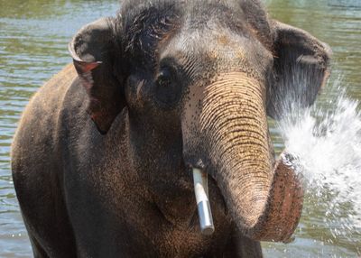 Close-up portrait of elephant in water