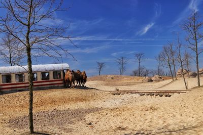 Horse on sand against sky