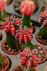 Moon cactus known as gymnocalycium mihanovichii or hibotan cactus grafted to a normal cactus