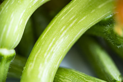 Close-up of wet leaf