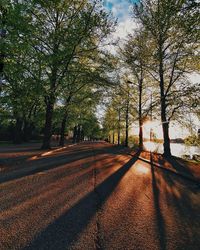 Road amidst trees against sky