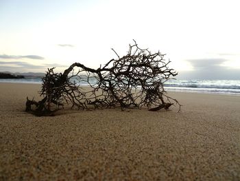 Driftwood on beach against sky