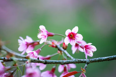 Close-up of pink flowering plant