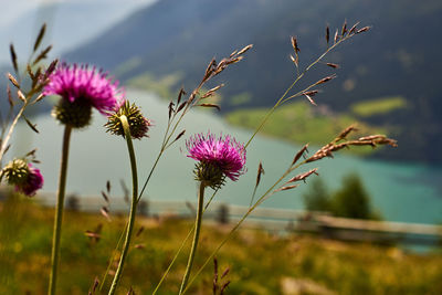 Close-up of pink thistle flowers on field