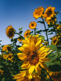 Close-up of yellow sunflower against sky