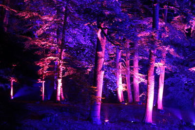 Illuminated trees at night