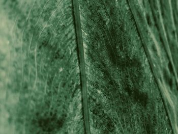 Full frame shot of plants