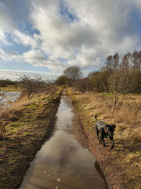 View of dog on field against sky